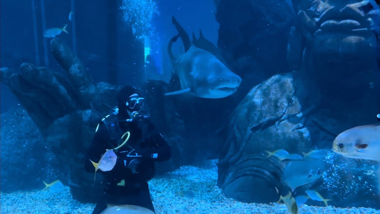 Shark Dive — Songkran video still